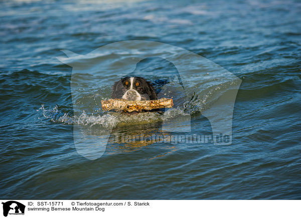 schwimmender Berner Sennenhund / swimming Bernese Mountain Dog / SST-15771