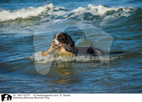 schwimmender Berner Sennenhund / swimming Bernese Mountain Dog / SST-15775