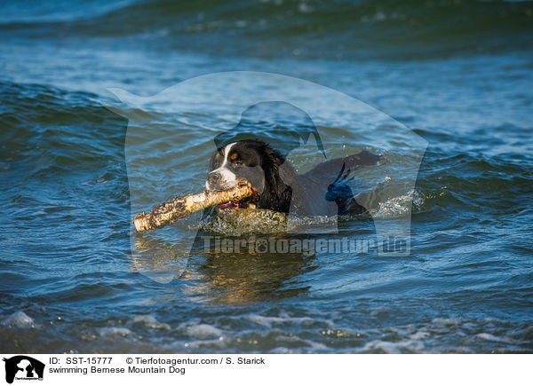 schwimmender Berner Sennenhund / swimming Bernese Mountain Dog / SST-15777