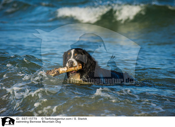 schwimmender Berner Sennenhund / swimming Bernese Mountain Dog / SST-15779