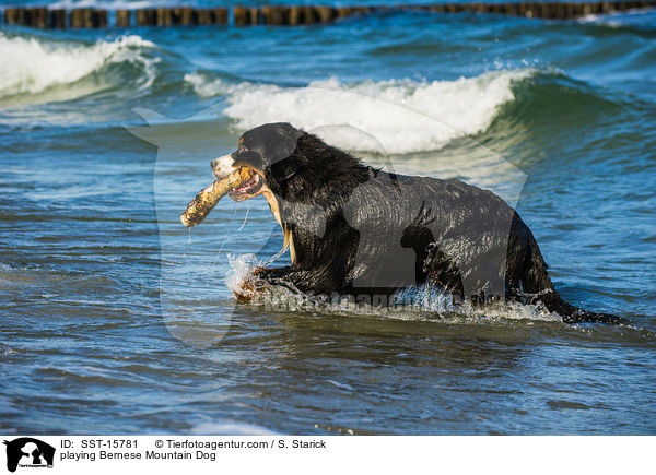 spielender Berner Sennenhund / playing Bernese Mountain Dog / SST-15781