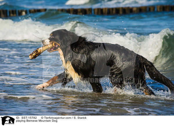 spielender Berner Sennenhund / playing Bernese Mountain Dog / SST-15782