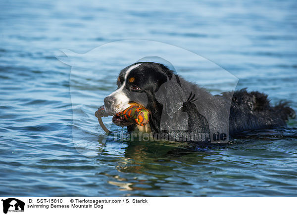 schwimmender Berner Sennenhund / swimming Bernese Mountain Dog / SST-15810