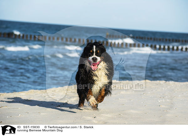 rennender Berner Sennenhund / running Bernese Mountain Dog / SST-15830