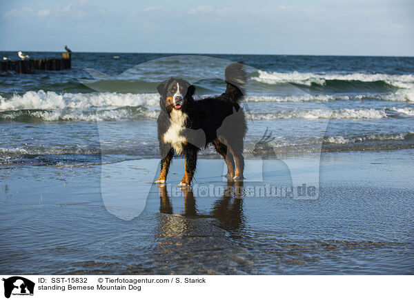 stehender Berner Sennenhund / standing Bernese Mountain Dog / SST-15832