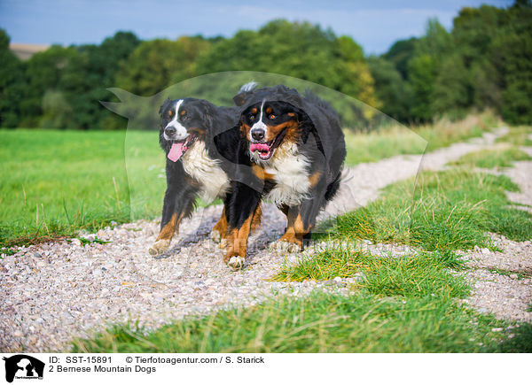 2 Berner Sennenhunde / 2 Bernese Mountain Dogs / SST-15891