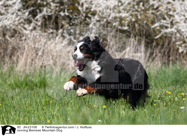 rennender Berner Sennenhund / running Bernese Mountain Dog / JH-23106