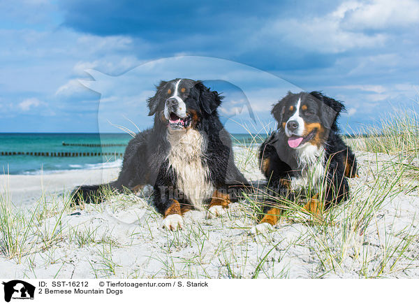 2 Berner Sennenhunde / 2 Bernese Mountain Dogs / SST-16212