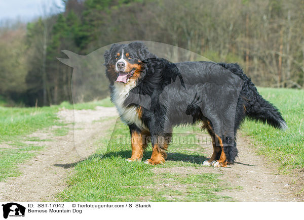Berner Sennenhund / Bernese Mountain Dog / SST-17042