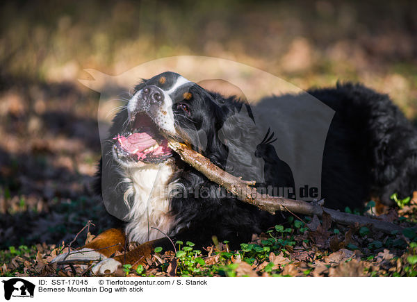 Berner Sennenhund mit Stock / Bernese Mountain Dog with stick / SST-17045