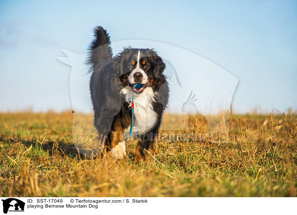 spielender Berner Sennenhund / playing Bernese Mountain Dog / SST-17049