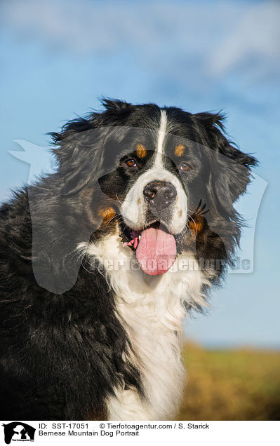 Berner Sennenhund Portrait / Bernese Mountain Dog Portrait / SST-17051