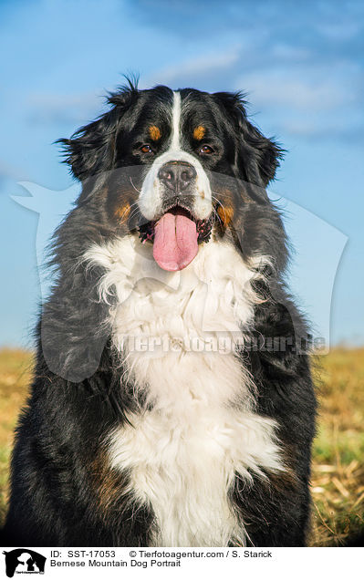 Berner Sennenhund Portrait / Bernese Mountain Dog Portrait / SST-17053