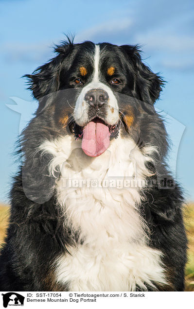 Berner Sennenhund Portrait / Bernese Mountain Dog Portrait / SST-17054