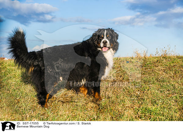 Berner Sennenhund / Bernese Mountain Dog / SST-17055