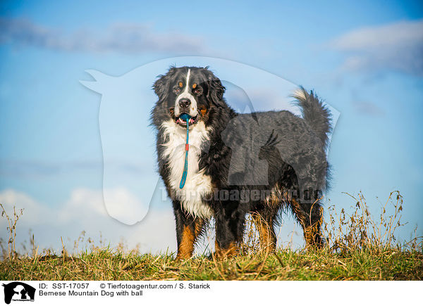 Berner Sennenhund mit Ball / Bernese Mountain Dog with ball / SST-17057