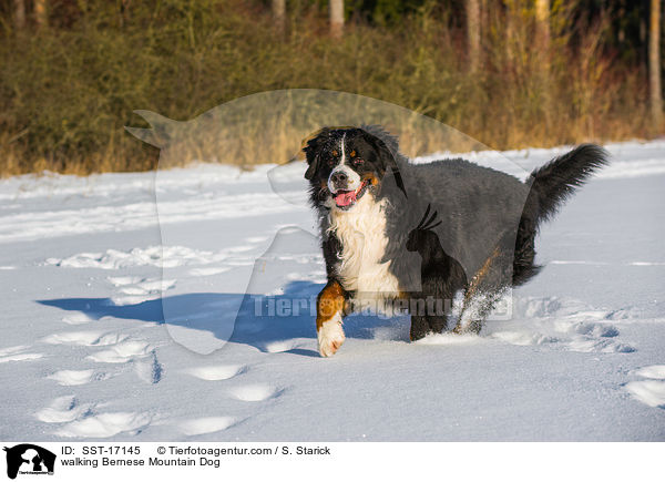 laufender Berner Sennenhund / walking Bernese Mountain Dog / SST-17145