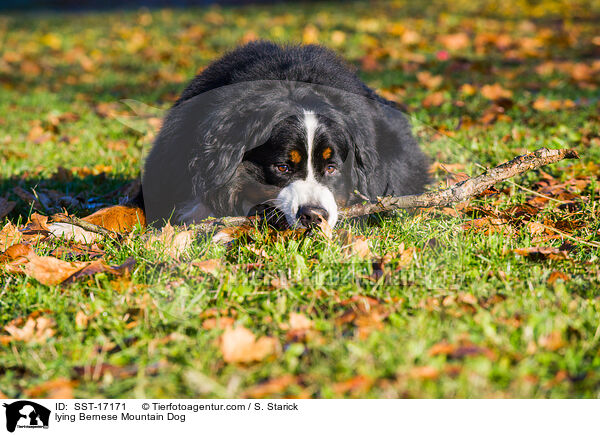 liegender Berner Sennenhund / lying Bernese Mountain Dog / SST-17171