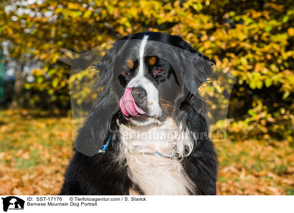 Berner Sennenhund Portrait / Bernese Mountain Dog Portrait / SST-17176