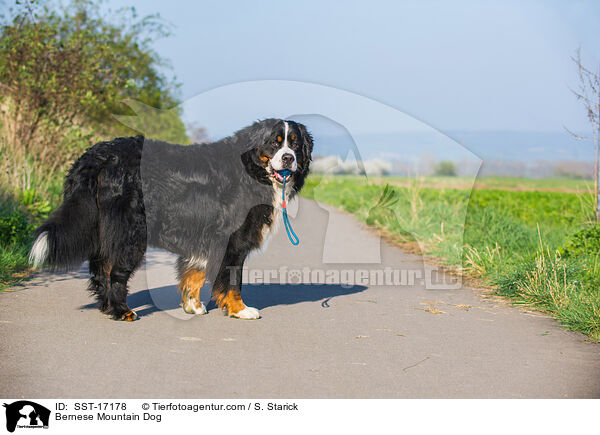 Berner Sennenhund / Bernese Mountain Dog / SST-17178