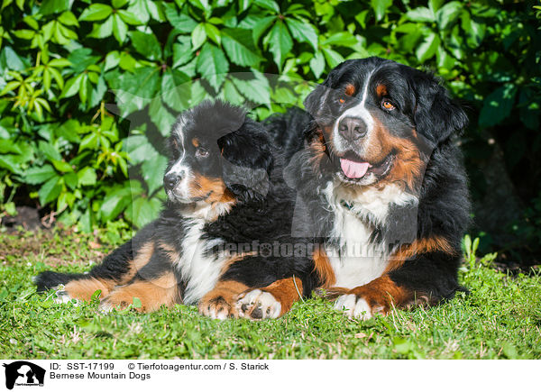 Berner Sennenhunde / Bernese Mountain Dogs / SST-17199