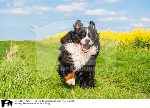rennender Berner Sennenhund / running Bernese Mountain Dog / SST-17224