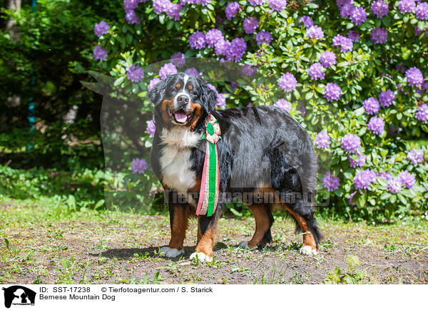 Berner Sennenhund / Bernese Mountain Dog / SST-17238