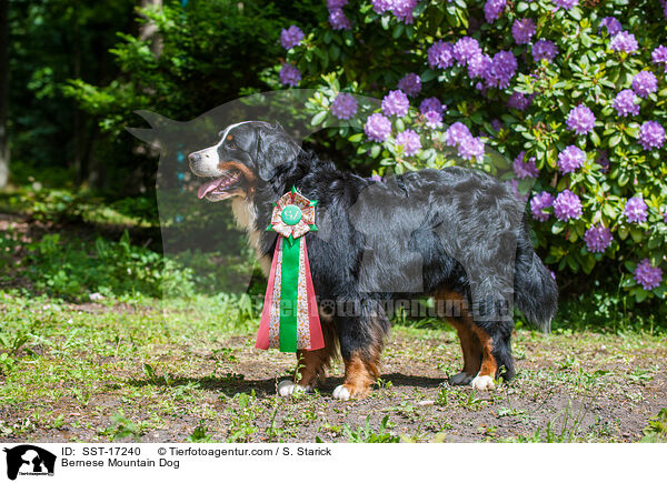 Berner Sennenhund / Bernese Mountain Dog / SST-17240