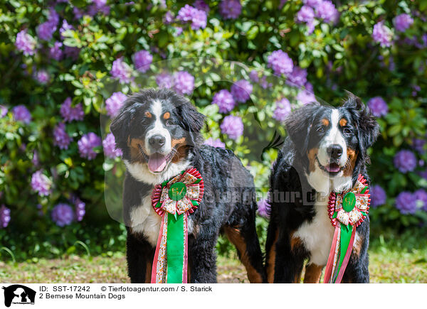 2 Berner Sennenhunde / 2 Bernese Mountain Dogs / SST-17242