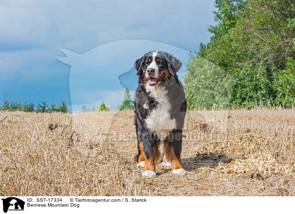 Berner Sennenhund / Bernese Mountain Dog / SST-17334