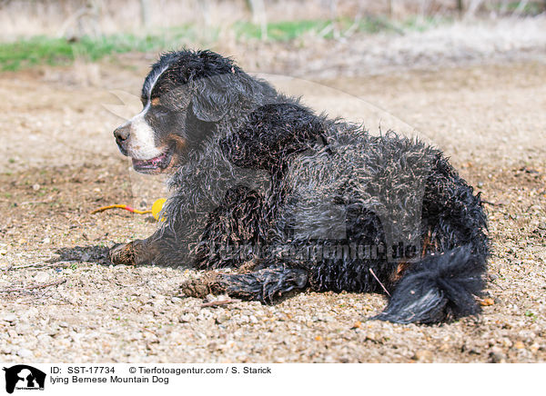 liegender Berner Sennenhund / lying Bernese Mountain Dog / SST-17734