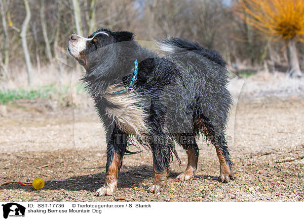 Berner Sennenhund schttelt sich / shaking Bernese Mountain Dog / SST-17736