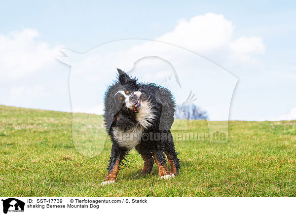 Berner Sennenhund schttelt sich / shaking Bernese Mountain Dog / SST-17739