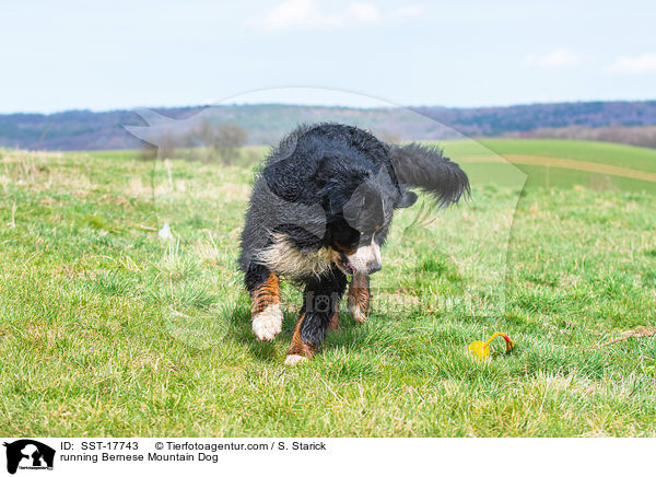 rennender Berner Sennenhund / running Bernese Mountain Dog / SST-17743