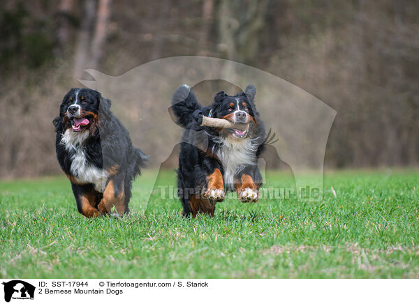 2 Berner Sennenhunde / 2 Bernese Mountain Dogs / SST-17944