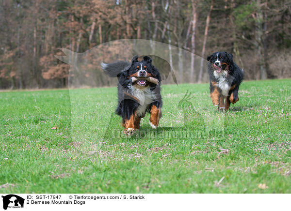 2 Berner Sennenhunde / 2 Bernese Mountain Dogs / SST-17947