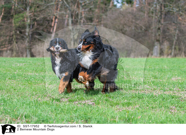 2 Berner Sennenhunde / 2 Bernese Mountain Dogs / SST-17952