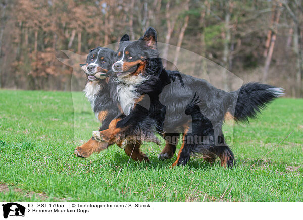 2 Berner Sennenhunde / 2 Bernese Mountain Dogs / SST-17955