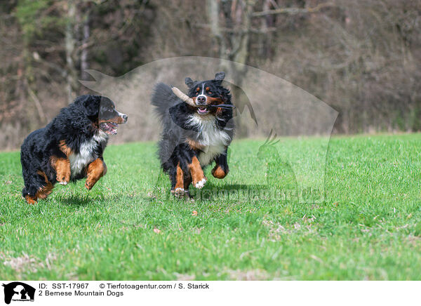 2 Berner Sennenhunde / 2 Bernese Mountain Dogs / SST-17967