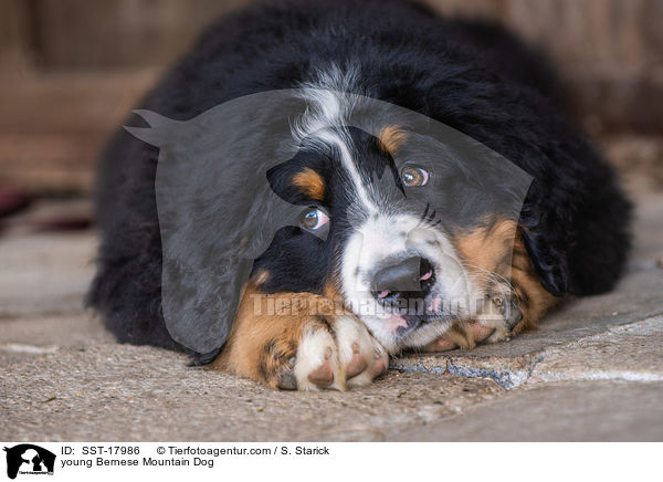 junger Berner Sennenhund / young Bernese Mountain Dog / SST-17986