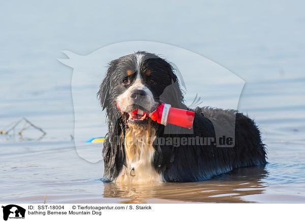 badender Berner Sennenhund / bathing Bernese Mountain Dog / SST-18004