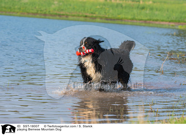 spielender Berner Sennenhund / playing Bernese Mountain Dog / SST-18007