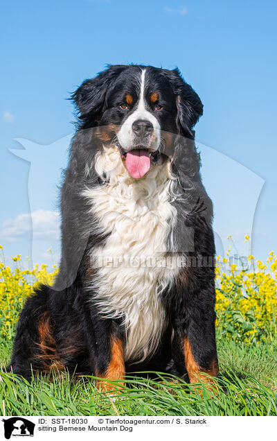 sitzender Berner Sennenhund / sitting Bernese Mountain Dog / SST-18030