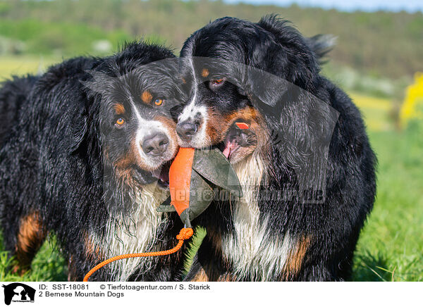 2 Berner Sennenhunde / 2 Bernese Mountain Dogs / SST-18081