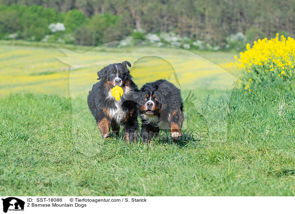 2 Berner Sennenhunde / 2 Bernese Mountain Dogs / SST-18086