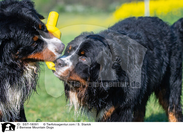 2 Bernese Mountain Dogs / SST-18091