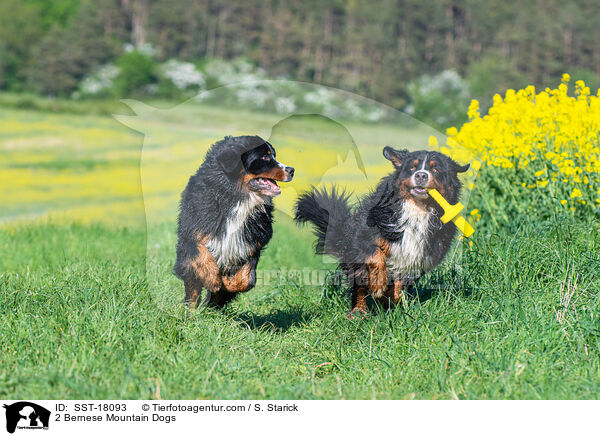 2 Berner Sennenhunde / 2 Bernese Mountain Dogs / SST-18093