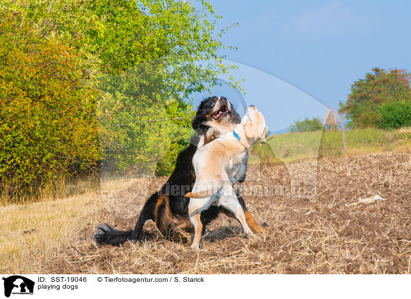 spielende Hunde / playing dogs / SST-19046