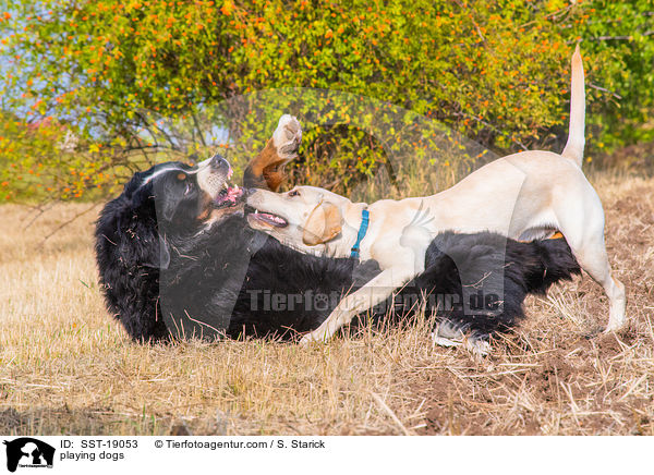 spielende Hunde / playing dogs / SST-19053