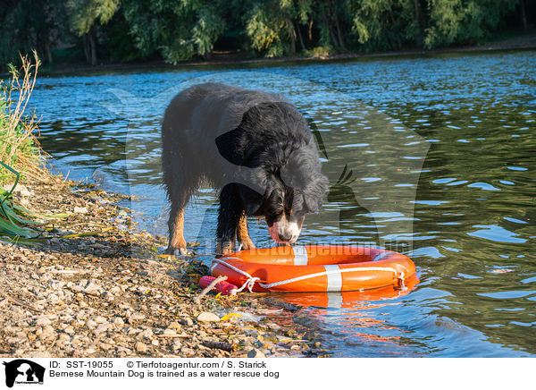 Berner Sennenhund wird ausgebildet zum Wasserrettungshund / Bernese Mountain Dog is trained as a water rescue dog / SST-19055